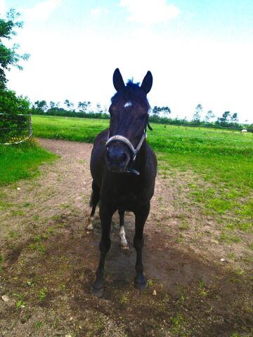 Billede