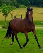 Billede
