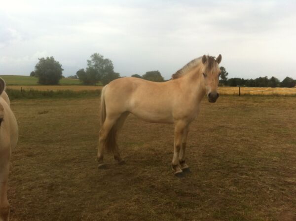 Billede