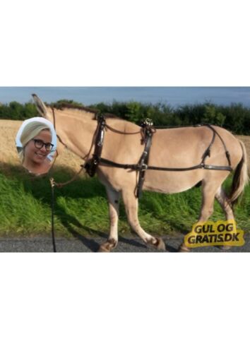 Billede