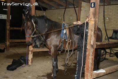 Billede