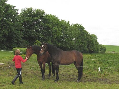 Billede