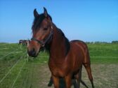 Billede