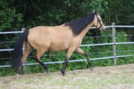 Billede