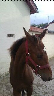 Billede