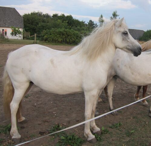 Billede