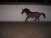 Billede