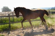 Billede