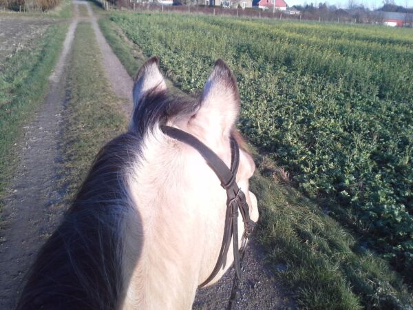Billede