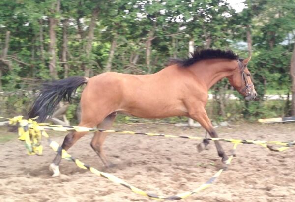 Billede