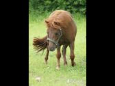 Billede