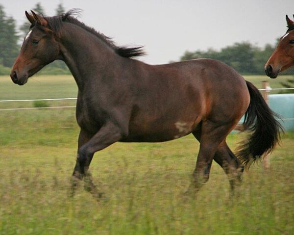 Billede