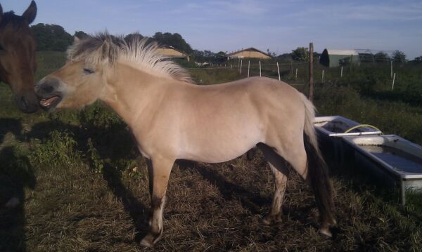 Billede