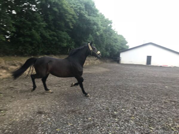Billede