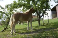 Billede
