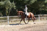 Billede