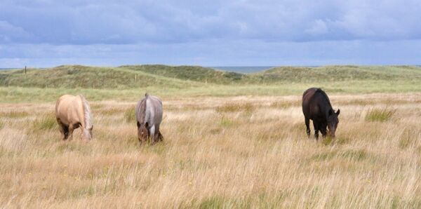 Billede