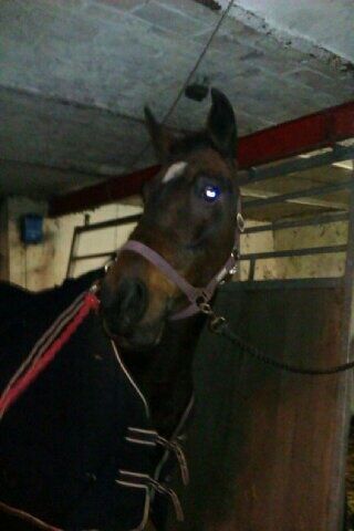 Billede