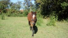 Billede