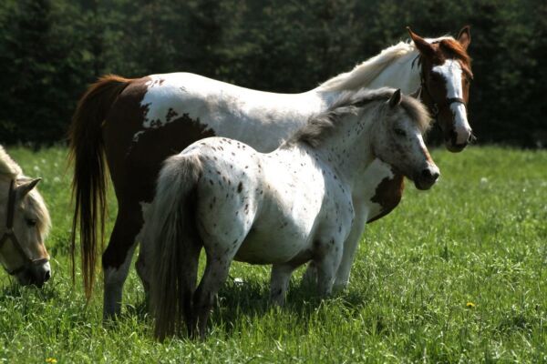 Billede