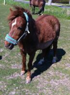 Billede