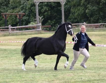 Billede