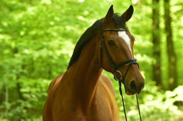 Billede