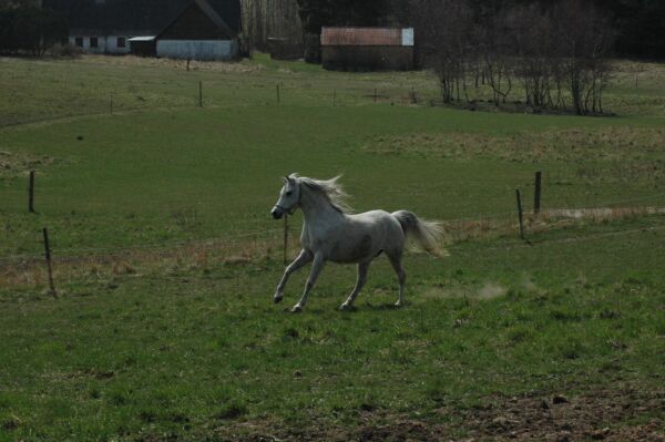 Billede