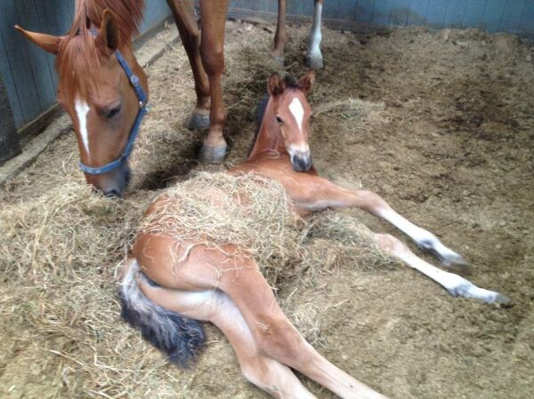 Billede