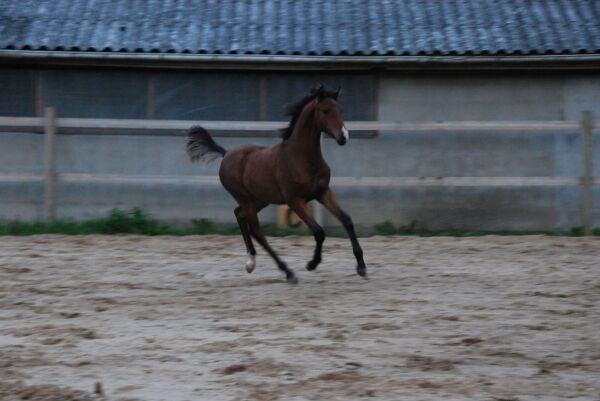Billede