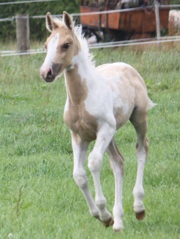 Billede