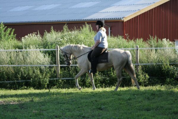 Billede
