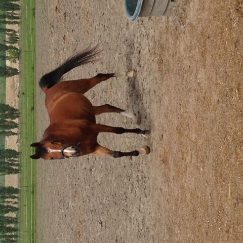 Billede