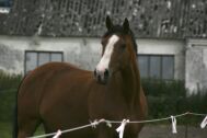 Billede