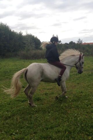 Billede
