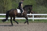 Billede