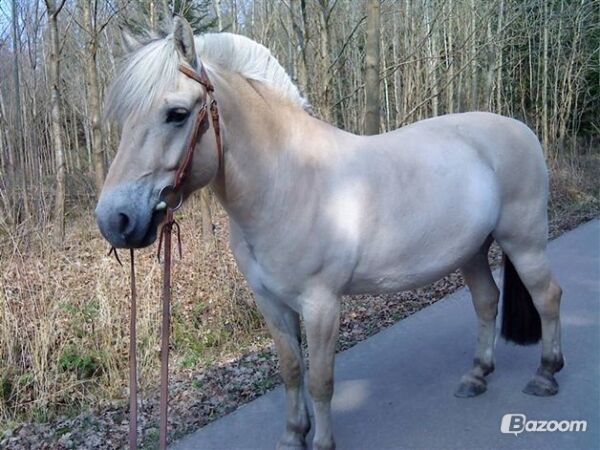 Billede