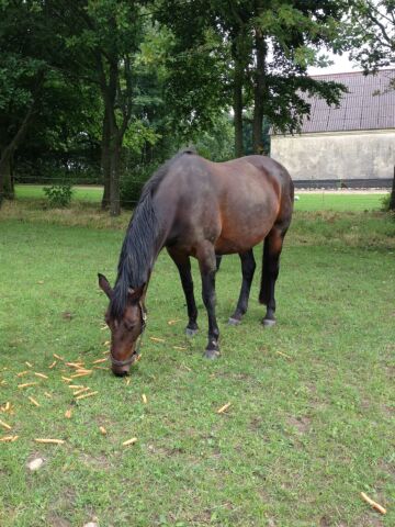 Billede