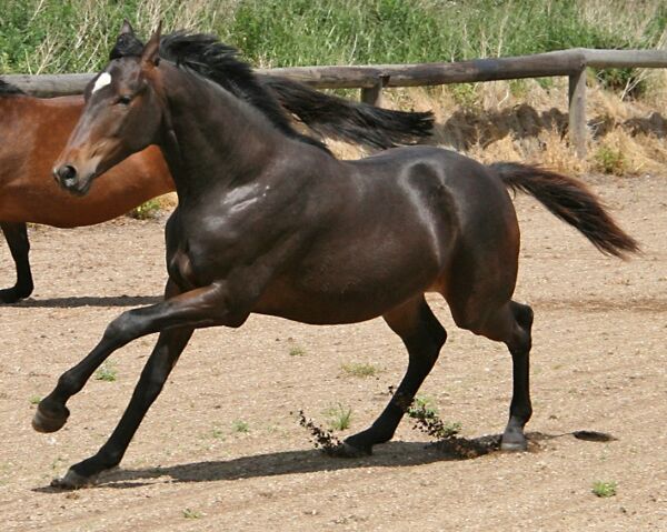 Billede