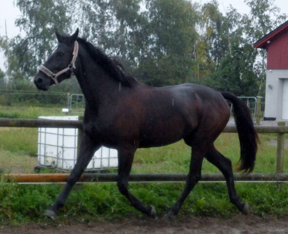Billede