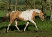 Billede