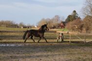 Billede