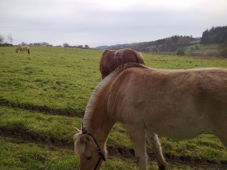 Billede