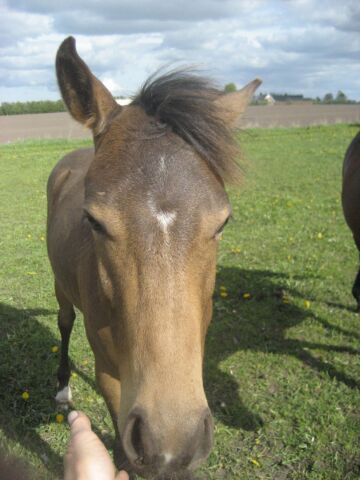 Billede