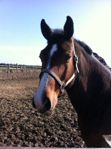 Billede