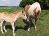 Billede