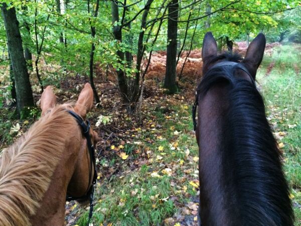 Billede