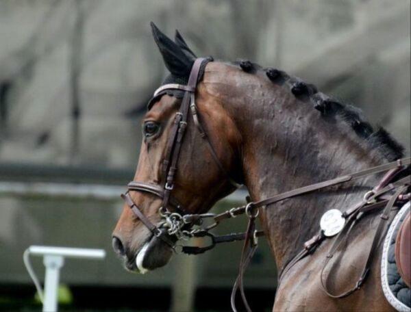 Billede