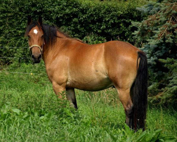 Billede