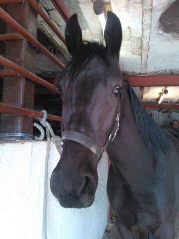 Billede